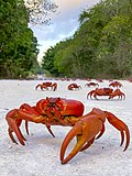 Crab migration extra - chris bray-1